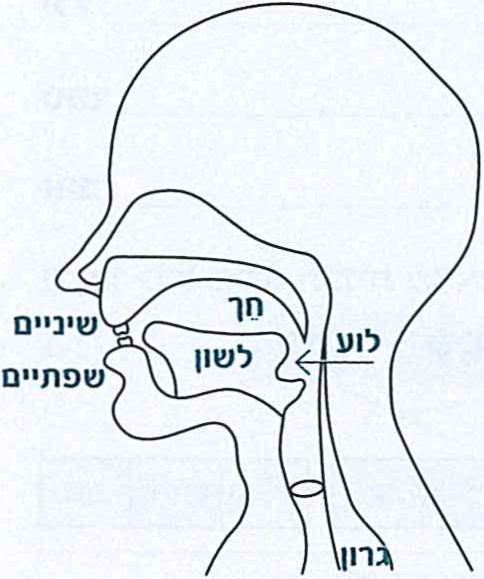 חלוקת העיצורים על פי מקום וחיתוכם
